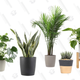 Indoor Plants Gold Box | Amazon